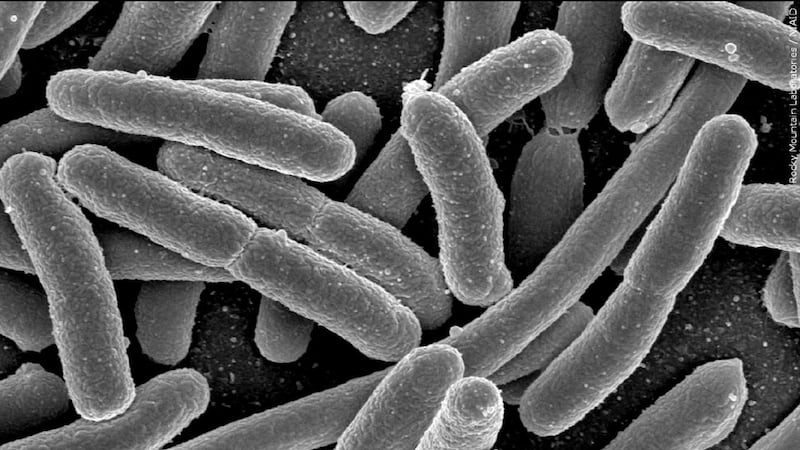 Officials said the sample taken on Dec. 16 tested “positive for total coliform bacteria.”